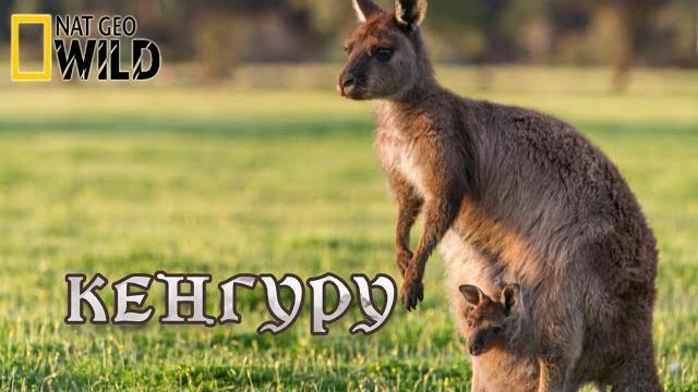 Король кенгуру - Дикая природа Австралии. #Документальный фильм. National Geographic 12+ Король кенгуру - Дикая природа Австралии. #Документальный фильм. National Geographic 12+