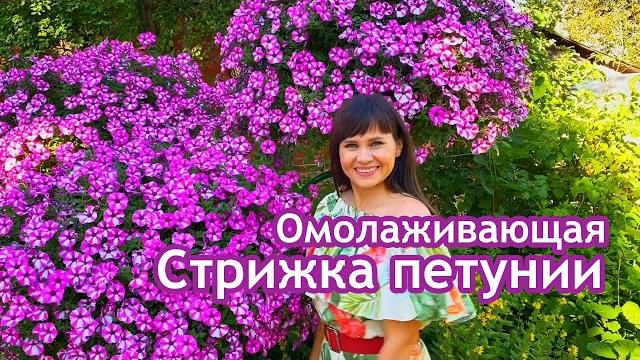 Омолаживающая стрижка петунии Омолаживающая стрижка петунии