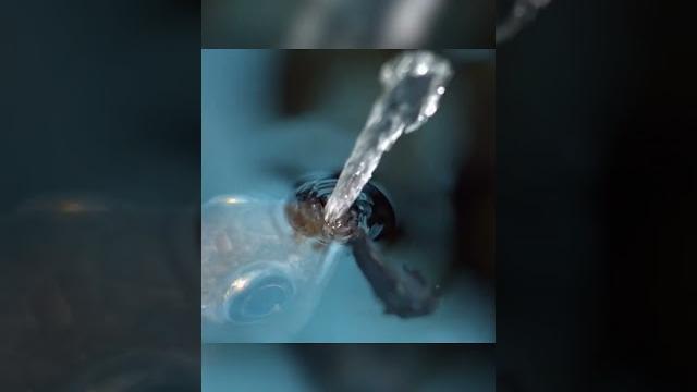 A fish that hunts in the most unexpected way A fish that hunts in the most unexpected way