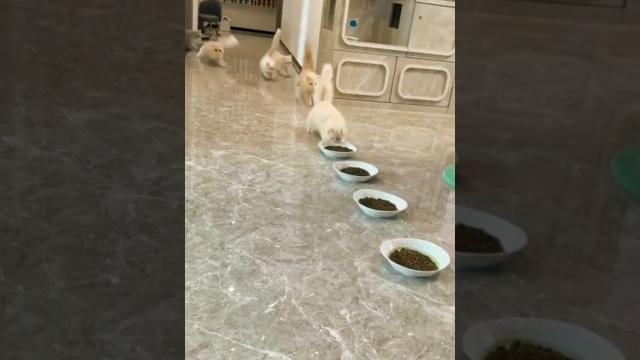 Как я кормлю котеек Как я кормлю котеек