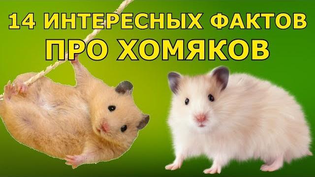 14 Интересных Фактов Про Хомяков 14 Интересных Фактов Про Хомяков