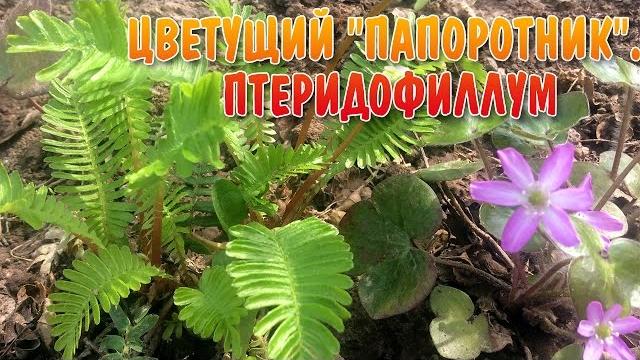 Цветущий папоротник Птеридофиллум Цветущий папоротник Птеридофиллум
