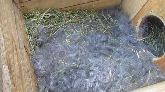 Осмотр крольчат после окрола! Осмотр крольчат после окрола!