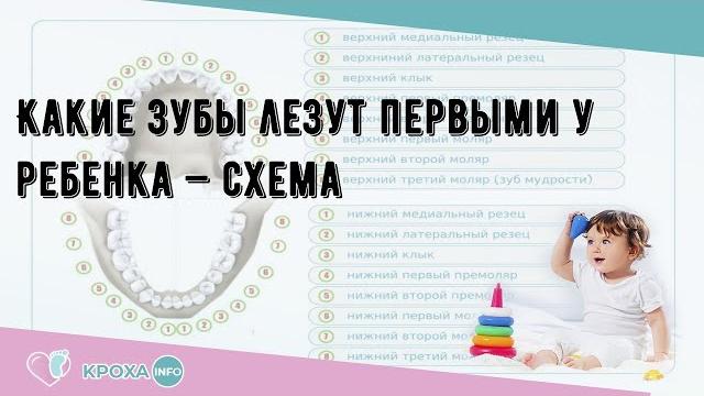Какие зубы лезут первыми у ребенка — схема Какие зубы лезут первыми у ребенка — схема