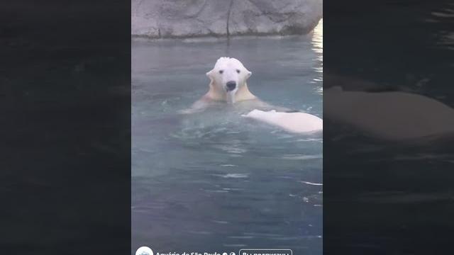 Нур 7 месяцев..Nur 7 months..#белыймедведь #zoo #медведь #animals #polarbearlove #polarbear #зоопарк Нур 7 месяцев..Nur 7 months..#белыймедведь #zoo #медведь #animals #polarbearlove #polarbear #зоопарк