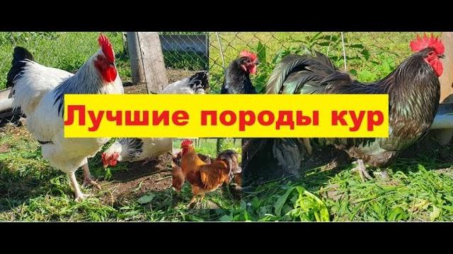 Лучшие породы кур для домашнего разведения .1 ЧАСТЬ. Нью-Гемпшир, Суссекс , Австралорп чёрный. Лучшие породы кур для домашнего разведения .1 ЧАСТЬ. Нью-Гемпшир, Суссекс , Австралорп чёрный.