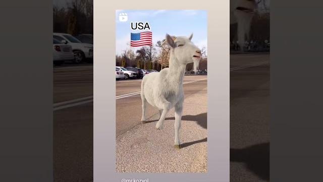 kulgili videolar kulgili videolar