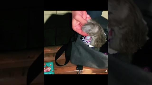 Откуда у меня крыса в сумке Откуда у меня крыса в сумке