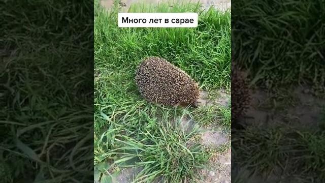 Домашние ёжики #собаки #ежики Домашние ёжики #собаки #ежики