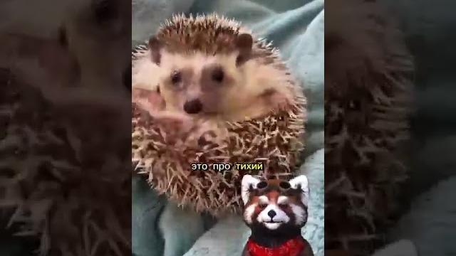 Ёжик #юмор #прикол Ёжик #юмор #прикол