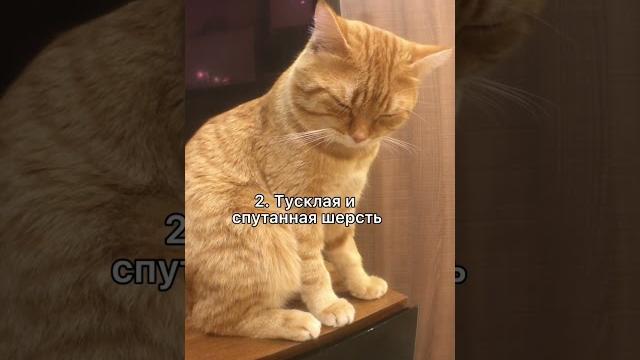 4 признака что у котика Глисты.#shorts 4 признака что у котика Глисты.#shorts