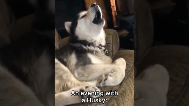 German Shepherd vs Husky Funniest Huskies | Best Videos #husky #doglovers #huskydog #shorts #dog German Shepherd vs Husky Funniest Huskies | Best Videos #husky #doglovers #huskydog #shorts #dog