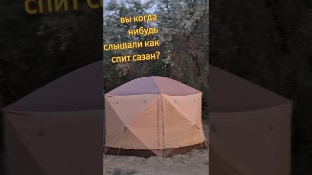 Как спит сазан Как спит сазан
