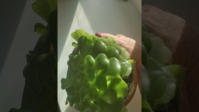 Кактус не цветет Кактус не цветет