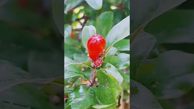 Как цветет гранат Как цветет гранат