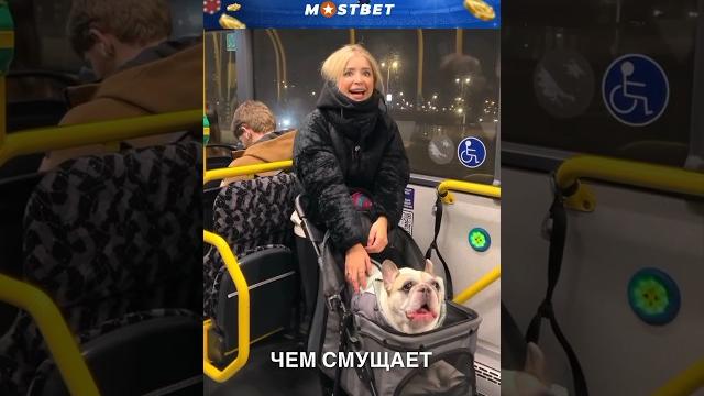 Говорящий бульдог ️ #истории #история #новости #новость #shorts Говорящий бульдог ️ #истории #история #новости #новость #shorts