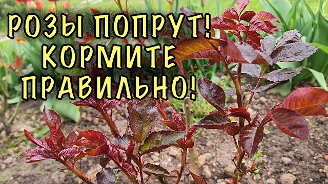 НЕ КОРМИТЕ РОЗЫ, пока не посмотрите ЭТОТ РОЛИК! НЕ КОРМИТЕ РОЗЫ, пока не посмотрите ЭТОТ РОЛИК!