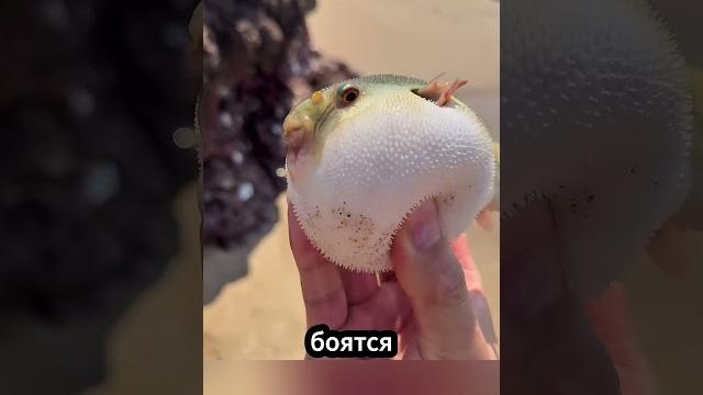 Выпуск рыбы-пузыря обратно в воду Выпуск рыбы-пузыря обратно в воду