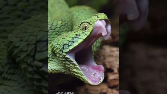 САМЫЕ ОПАСНЫЕ ЖИВОТНЫЕ САМЫЕ ОПАСНЫЕ ЖИВОТНЫЕ