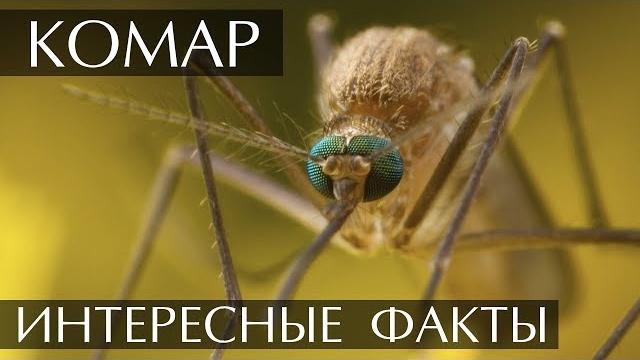 Интересные факты о Комарах Интересные факты о Комарах