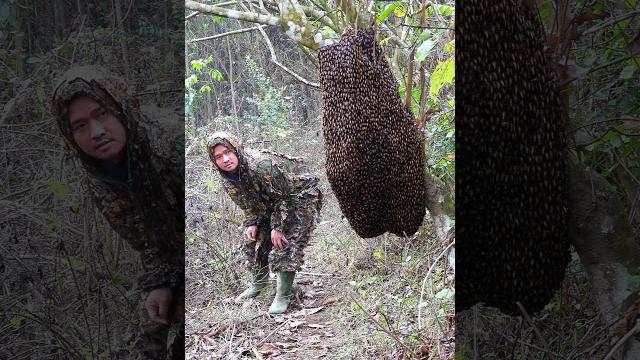 A colony of honey bees with millions of bees landed right on the path | Tropical Forest Bees A colony of honey bees with millions of bees landed right on the path | Tropical Forest Bees