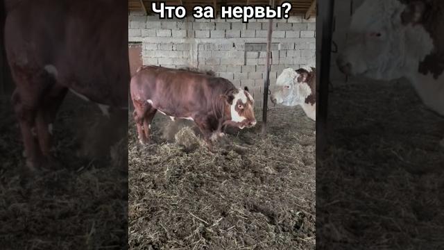 Этот момент испугает даже смелого#бык #быки #корова #коровы #животные #домашниеживотные #бик #прикол Этот момент испугает даже смелого#бык #быки #корова #коровы #животные #домашниеживотные #бик #прикол