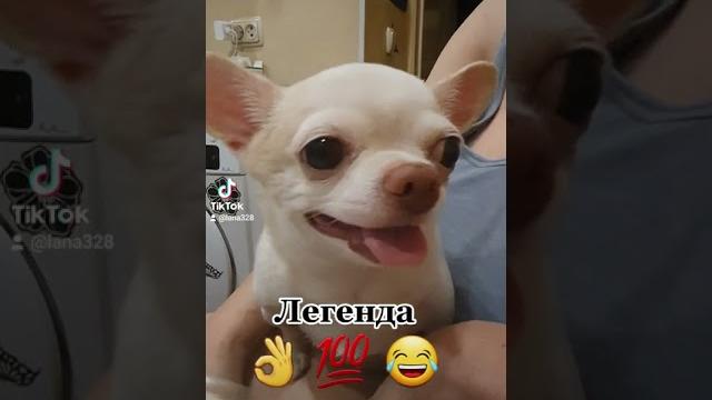 чихуа приколы. чихуахуа чихуа приколы. чихуахуа