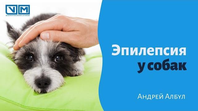 Эпилепсия у собак Эпилепсия у собак