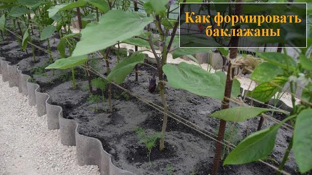 Как формировать баклажаны Как формировать баклажаны