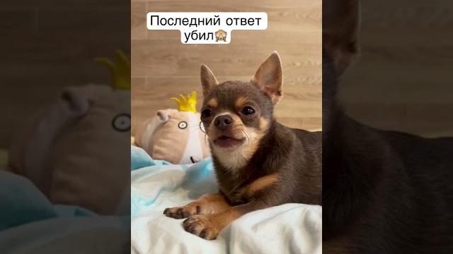 Люблю, когда Лёня пытается имитировать человеческую речь. Мне послышалось «я не хочу». А вам? Люблю, когда Лёня пытается имитировать человеческую речь. Мне послышалось «я не хочу». А вам?