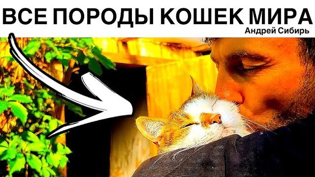 ВСЕ ПОРОДЫ КОШЕК. СОХРАНИ ЭТО ВИДЕО ДЛЯ ВЫБОРА КОТЁНКА. ВСЕ ПОРОДЫ КОШЕК. СОХРАНИ ЭТО ВИДЕО ДЛЯ ВЫБОРА КОТЁНКА.