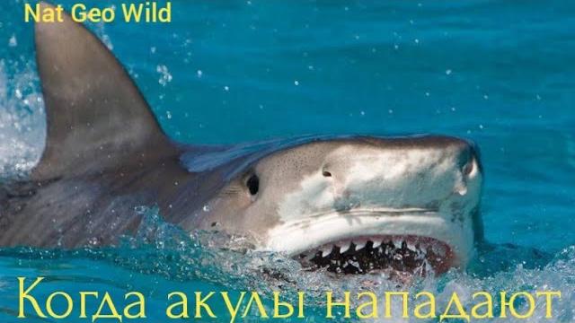Nat Geo Wild. Когда акулы нападают. Nat Geo Wild. Когда акулы нападают.