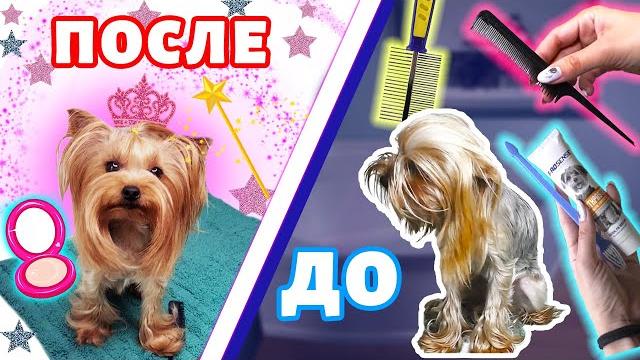 УХОД ЗА ЙОРКШИРСКИМ ТЕРЬЕРОМ. УХОД ЗА ЙОРКШИРСКИМ ТЕРЬЕРОМ.
