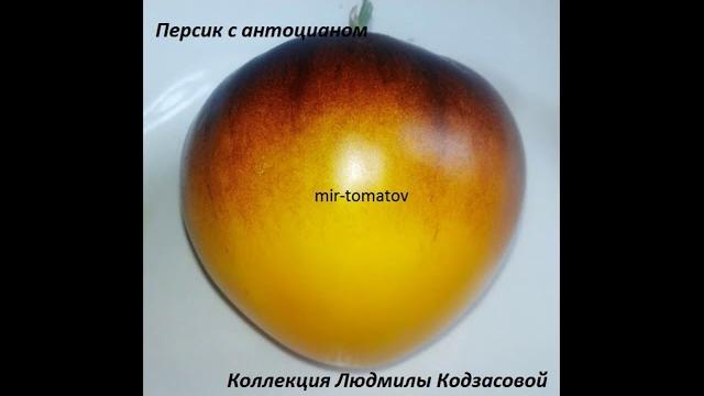 Лучшие сорта томатов 2020 года Лучшие сорта томатов 2020 года
