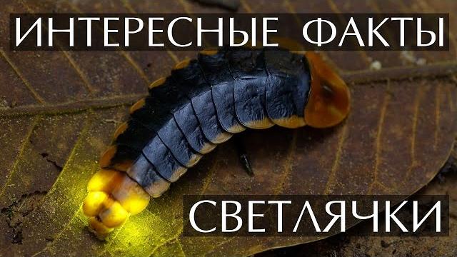 Светлячки - интересные факты Светлячки - интересные факты