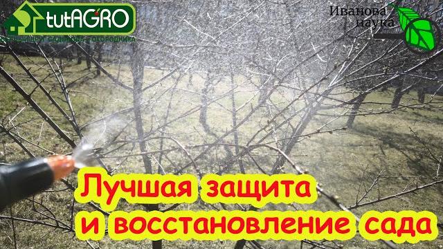 СРОЧНО защититься от возвратных холодов. Защита и восстановление сада: деревьев, кустов, земляники. СРОЧНО защититься от возвратных холодов. Защита и восстановление сада: деревьев, кустов, земляники.