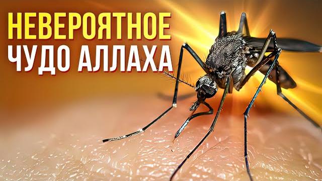 ЗАЧЕМ АЛЛАХ СОЗДАЛ КОМАРА И ПОЧЕМУ ПРИВОДИТ ЕГО КАК ПРИМЕР В КОРАНЕ? - мы были в шоке! Dawah медиа ЗАЧЕМ АЛЛАХ СОЗДАЛ КОМАРА И ПОЧЕМУ ПРИВОДИТ ЕГО КАК ПРИМЕР В КОРАНЕ? - мы были в шоке! Dawah медиа