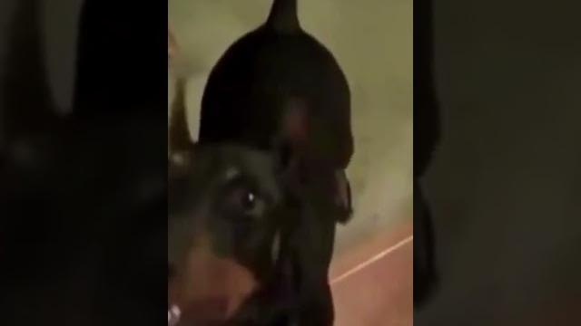 ПРИКОЛ Собака собирается на дачу #Shorts #Dog ПРИКОЛ Собака собирается на дачу #Shorts #Dog