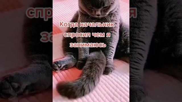 Тик ток про животных / тик ток животные / смешные животные / приколы / тренды / 2021 / TikTok Тик ток про животных / тик ток животные / смешные животные / приколы / тренды / 2021 / TikTok