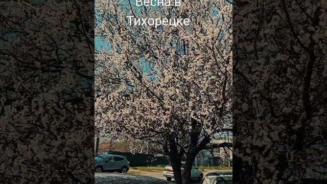 #тихорецк #весна #тихорецк #весна