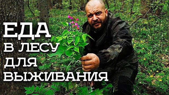 ВЫЖИТЬ В ЛЕСУ НЕВОЗМОЖНО| Найти еду и воду, развести костер, не так просто как кажется ВЫЖИТЬ В ЛЕСУ НЕВОЗМОЖНО| Найти еду и воду, развести костер, не так просто как кажется
