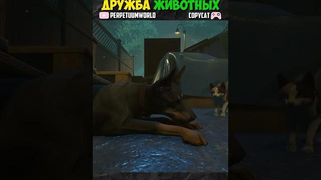 Дружба животных! #copycat #gaming Дружба животных! #copycat #gaming