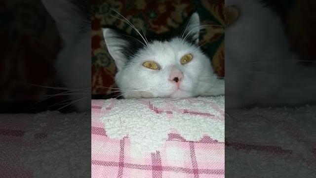 Наташ, кошке голову отрезать? Наташ, кошке голову отрезать?