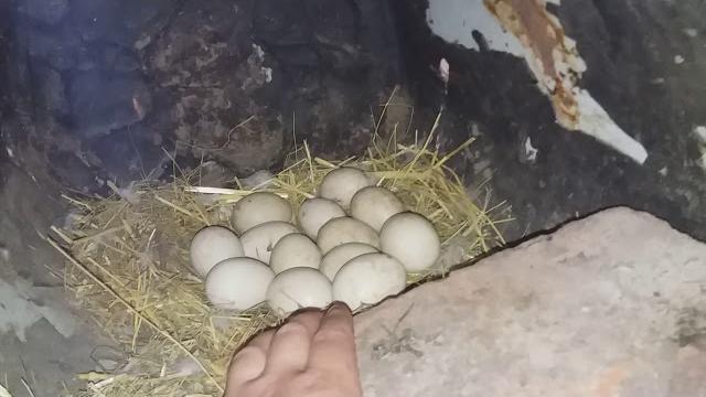 Мускусные утки занеслись -забирать яйца или нет?? / musky ducks were carried /индоутки / шипуны Мускусные утки занеслись -забирать яйца или нет?? / musky ducks were carried /индоутки / шипуны