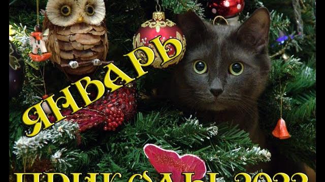 ЛУЧШИЕ ПРИКОЛЫ ЯНВАРЬ 2022|10 МИНУТ СМЕХА ДО СЛЕЗ| tik tok |тик ток| инстаграм| Лучшие приколы 2022 ЛУЧШИЕ ПРИКОЛЫ ЯНВАРЬ 2022|10 МИНУТ СМЕХА ДО СЛЕЗ| tik tok |тик ток| инстаграм| Лучшие приколы 2022