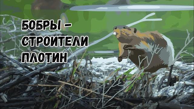 Бобры строят хатку на зиму Бобры строят хатку на зиму