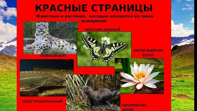 Мир животных и растений из Красной книги Мир животных и растений из Красной книги