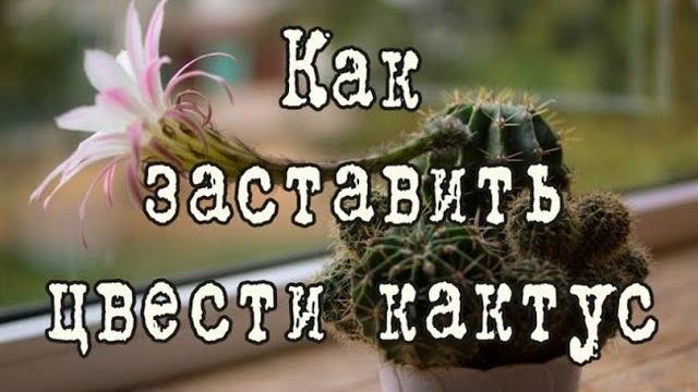 Как заставить цвести КАКТУС | Два метода | Какие кактусы НЕ ЦВЕТУТ в домашних условиях Как заставить цвести КАКТУС | Два метода | Какие кактусы НЕ ЦВЕТУТ в домашних условиях