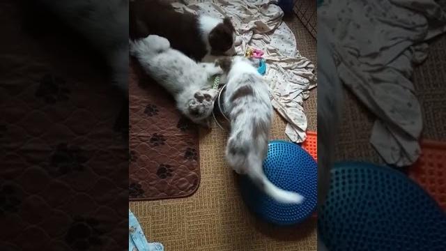 Архивное видео игры щенков Архивное видео игры щенков