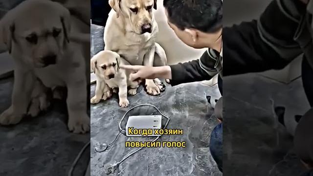 Мать Защищает Сына #шортс #животные #собака #любовь #добро #популярное #интересно #факты #милота Мать Защищает Сына #шортс #животные #собака #любовь #добро #популярное #интересно #факты #милота